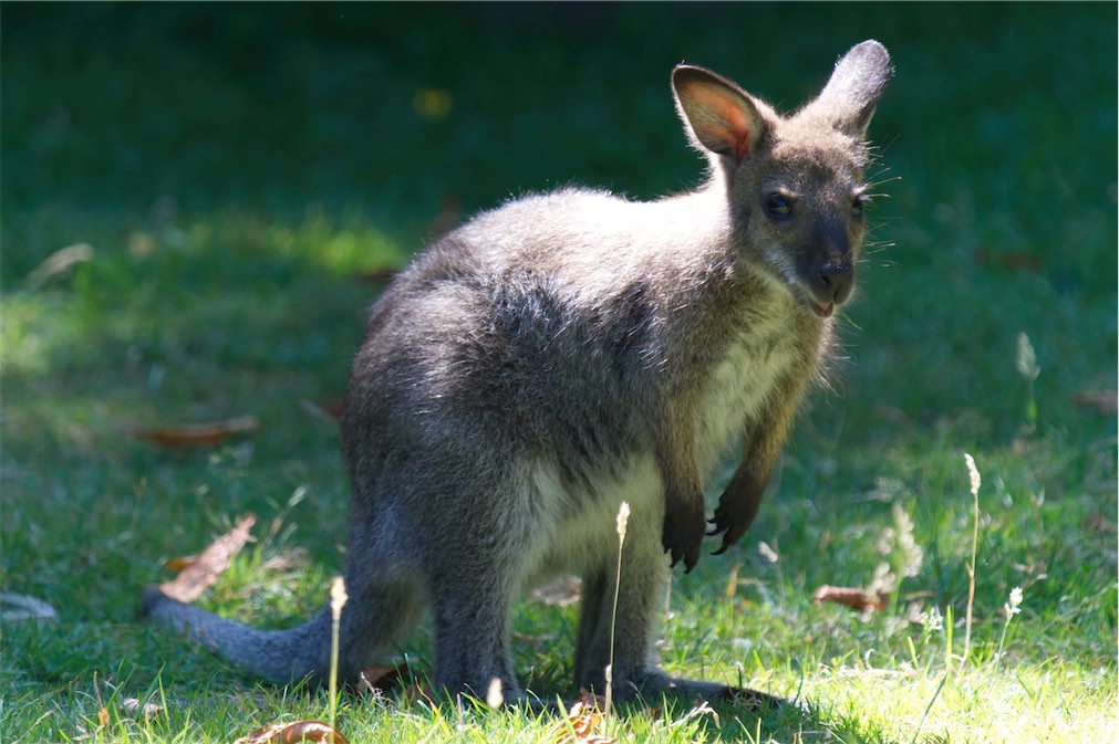 Wallaby 0718